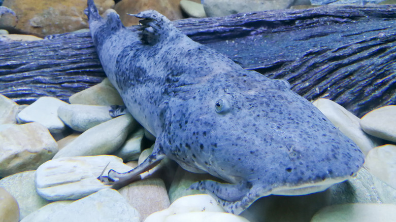 Dwarf version of the goonch catfish