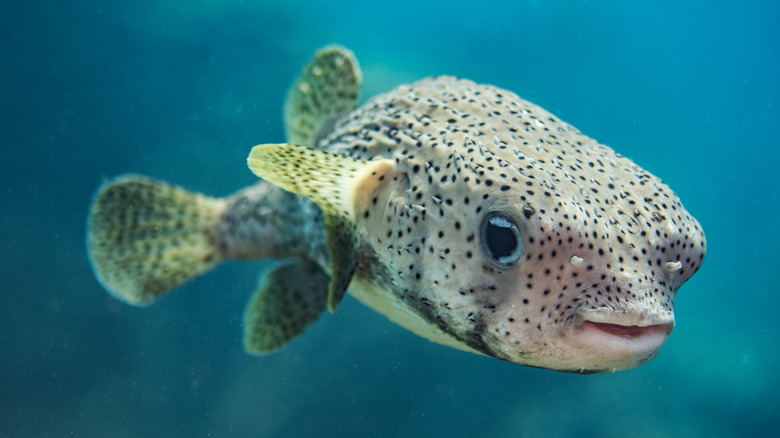 A pufferfish swimming
