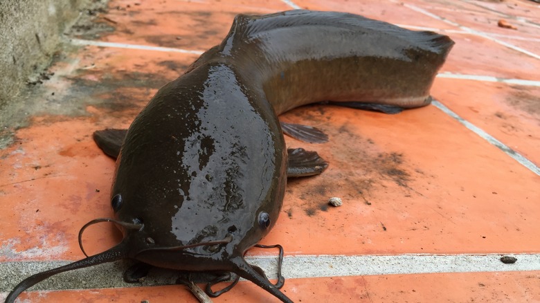 A walking catfish out of water