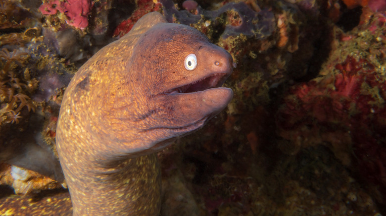 A moray eel in a coral reef