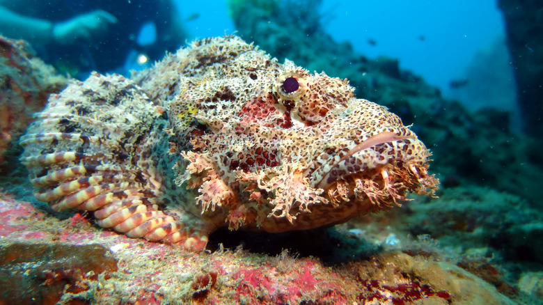 A stonefish blending in