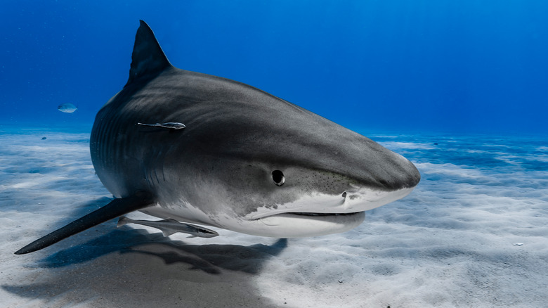 Tiger shark swimming in the reef