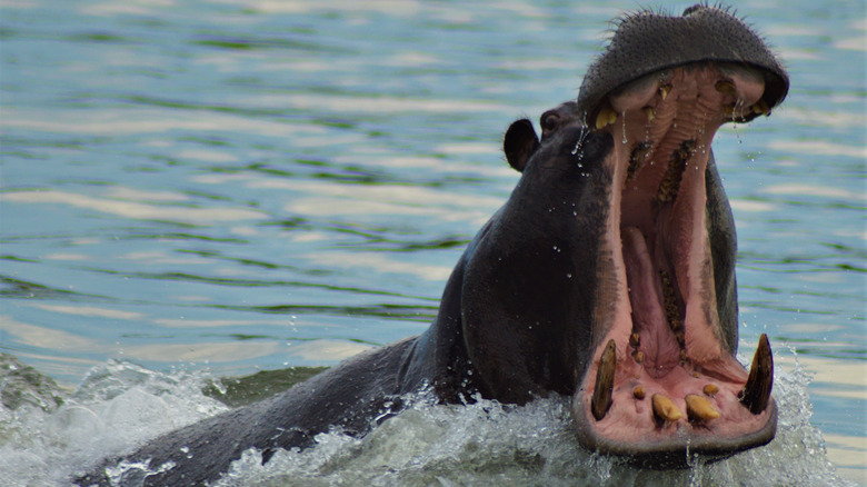hippo on the zambezi river