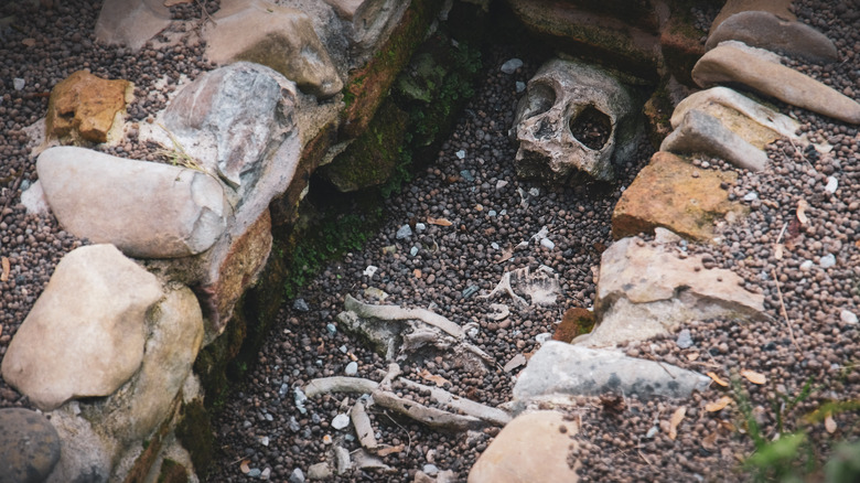 A human skull in an open grave