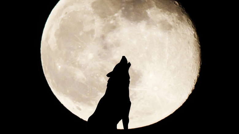 Wolf howling at full moon