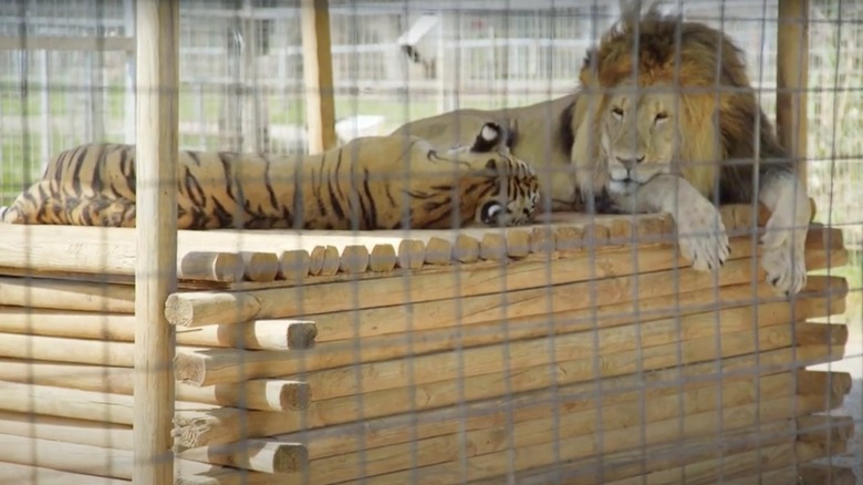 Lion and tiger in GW Exotic Animal Park