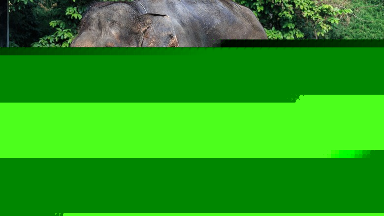 Elephant