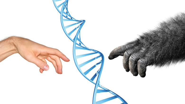Human and gorilla hands touching DNA