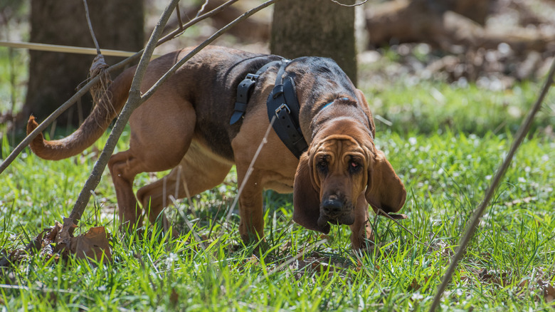 A bloodhound in the woods