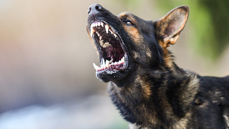 Angry German shepherd