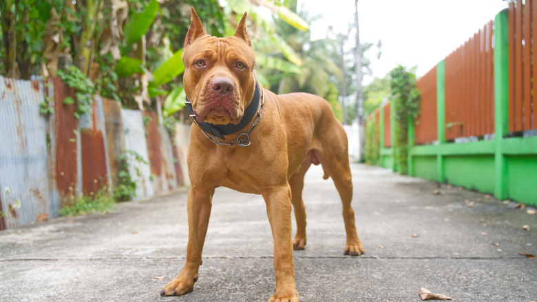 A pitbull with cropped ears standing