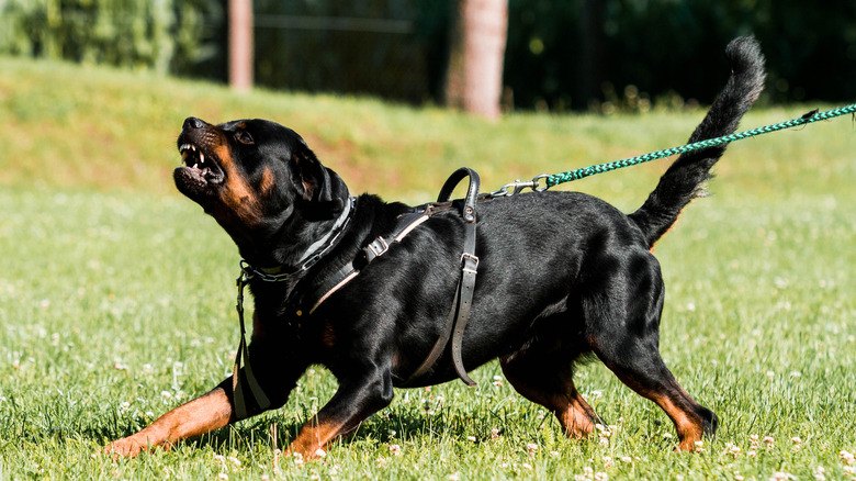 A rotweiller on a leash in training