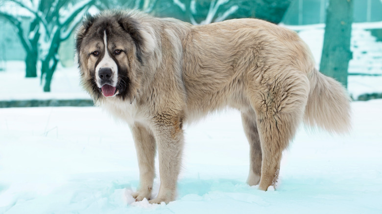 A Russian bear dog in the snow