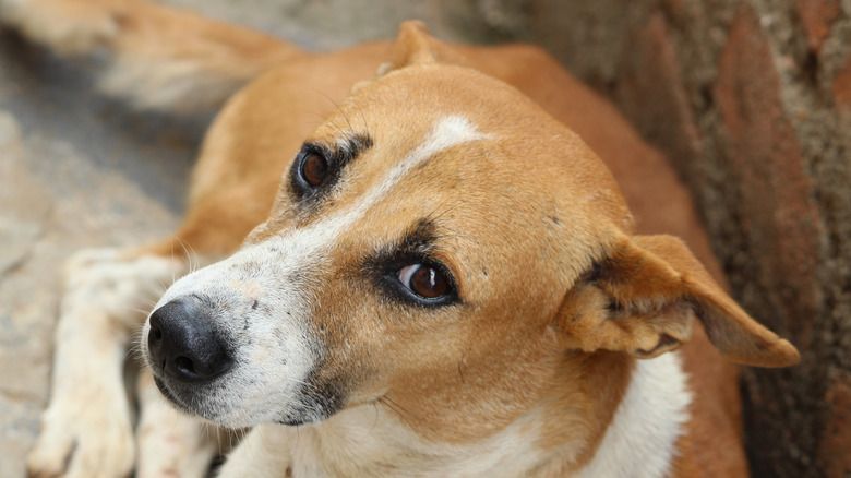 An Indian pariah dog looking docile