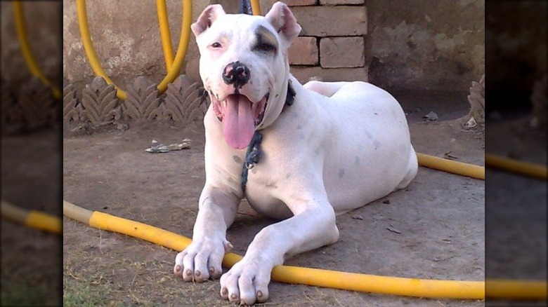 Bully kutta laying with tongue out