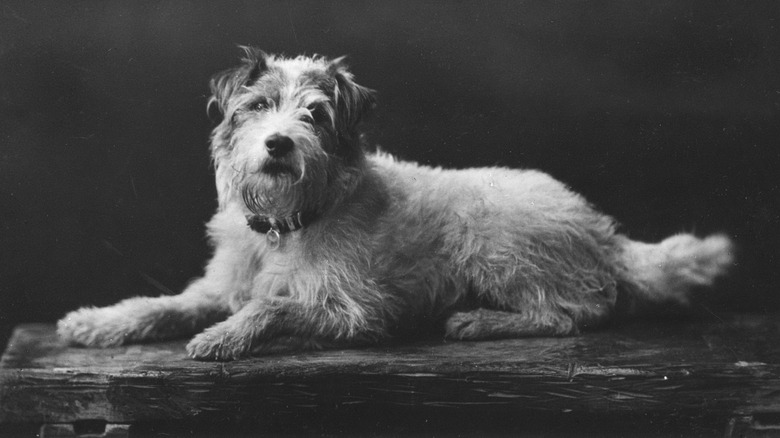 King Edward VII dog Caesar