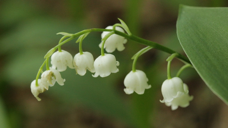 white lily of the valley flower with green leaf
