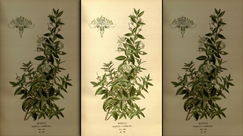 Botanical illustration of myrtle