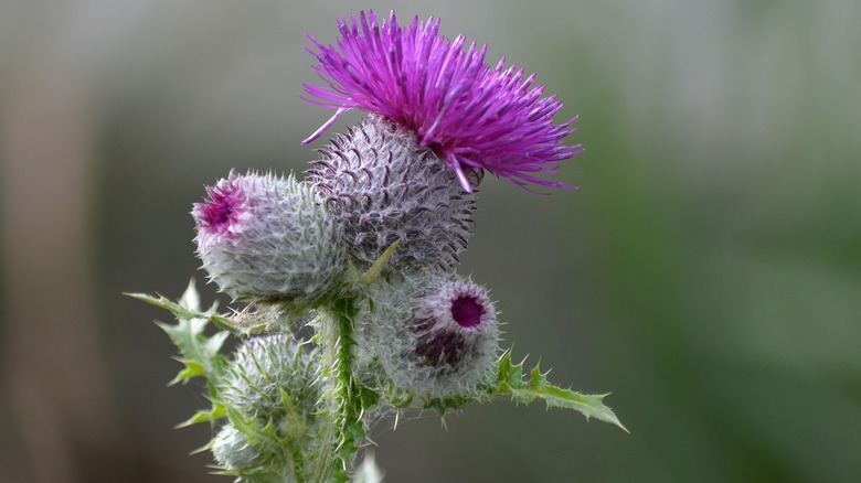 purple thistle growing in India