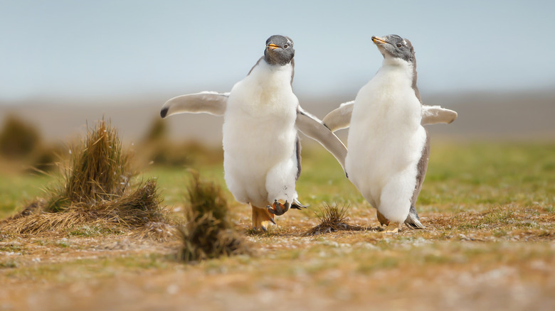 penguins on the falklands