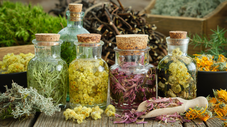 Jars filled with lichens