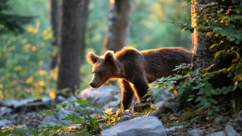 bear in the forest