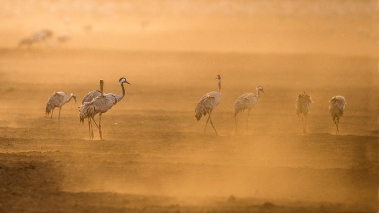 Cranes against dust in Hula Valley