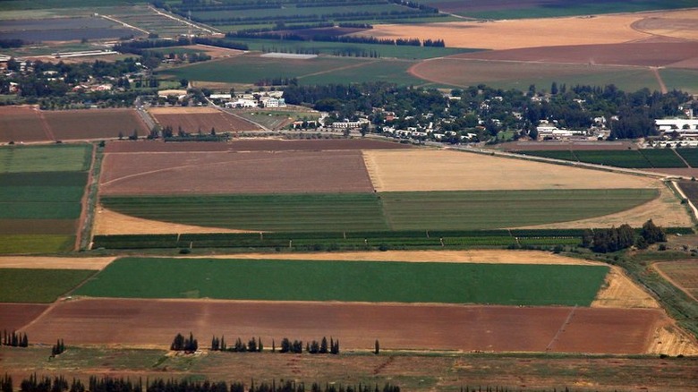 Agriculture in Hula Valley