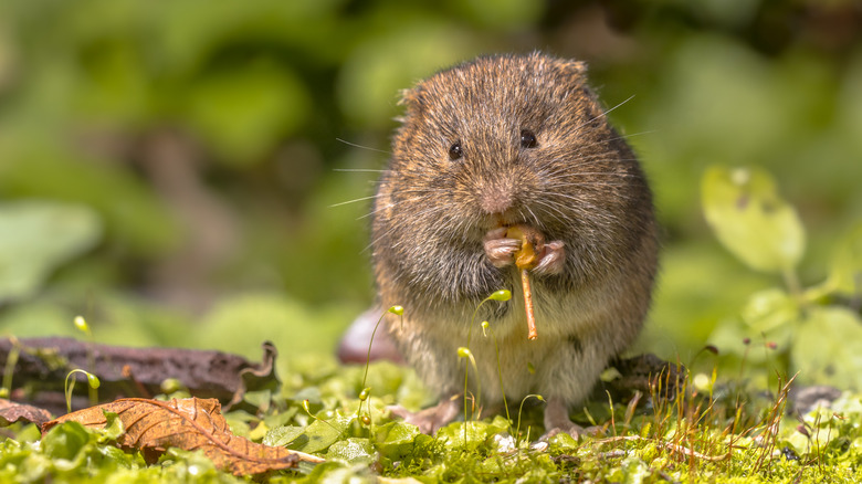 Vole