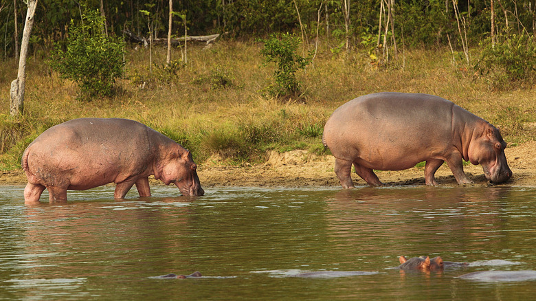 hippopotamuses in Colombia