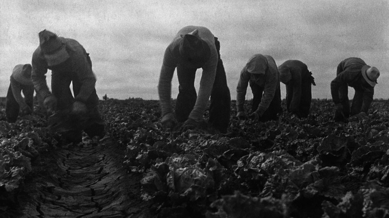 Filipino immigrants working the fields in 1935