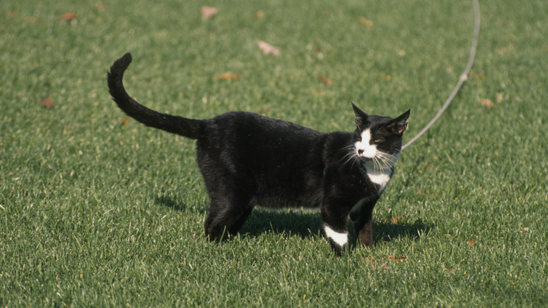 bill clinton's cat socks