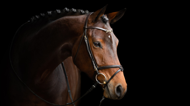 brown horse on black background