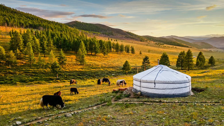 It's possible the plague started in Mongolia's countryside