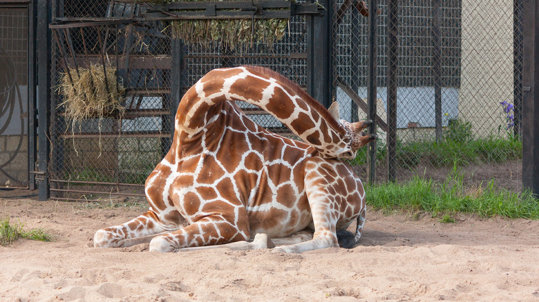 giraffe sleeping