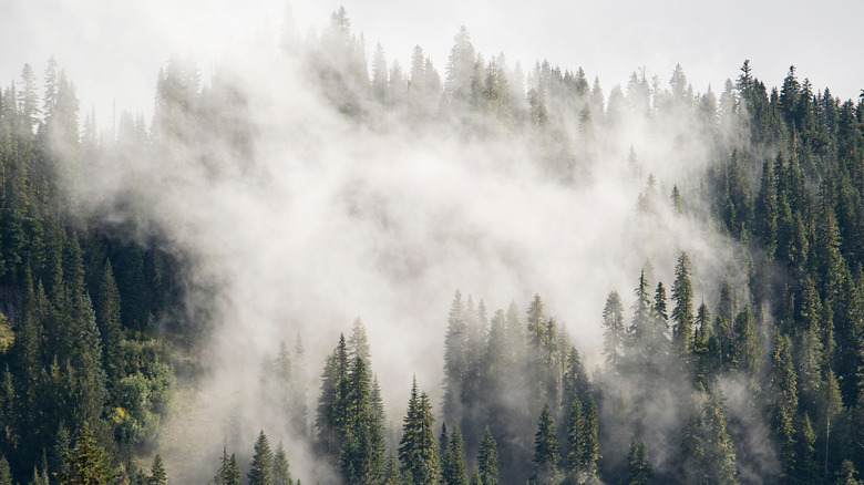 Fog over Mount Rainier State Park 