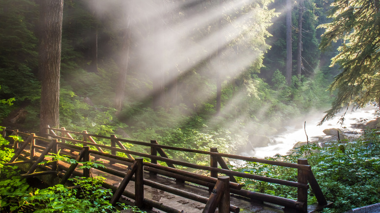 Fog at Sol Duc Hot Springs