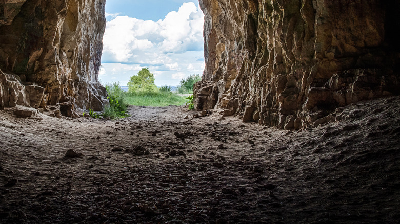 A mine opening into the forest