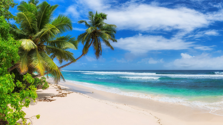 beach on Barbados