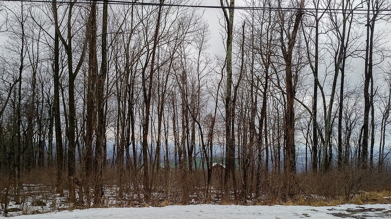 Looking west from the site of the crash of TWA flight 514 at Mount Weather, Virginia, in 2017