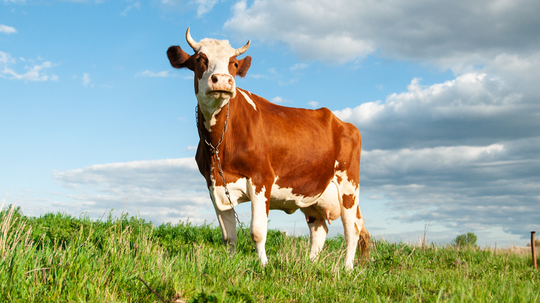 cow on green grass against blue sky