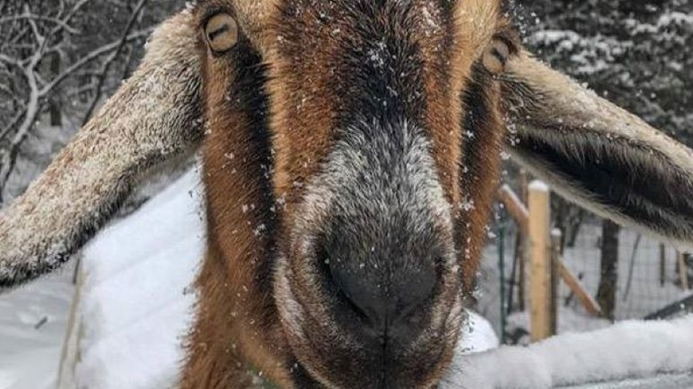 Goat mayor of Fair Haven, Vermont