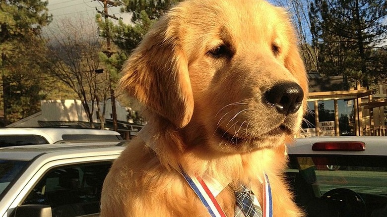 Mayor Max II wearing a medal