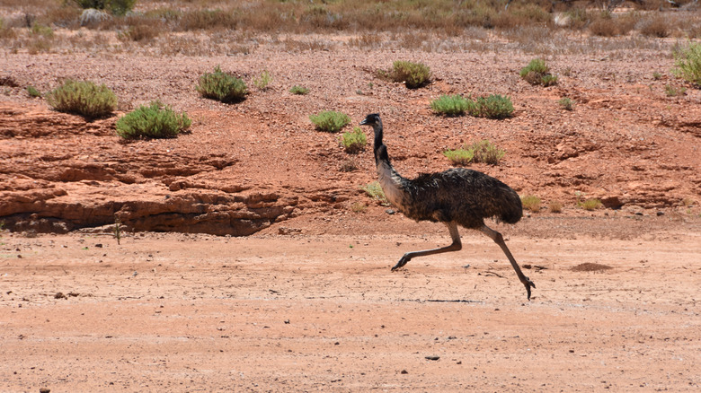 emu running