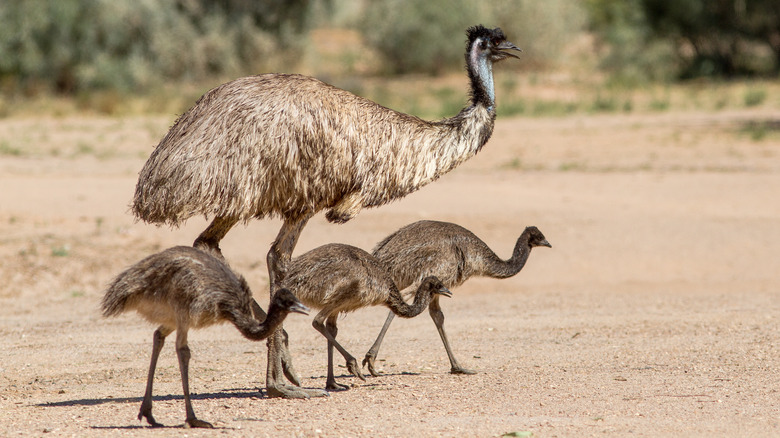 Emu and young