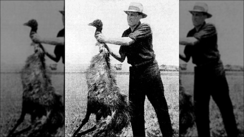 Australian Emu War dead emu