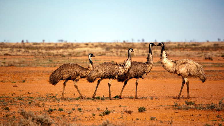 Emus