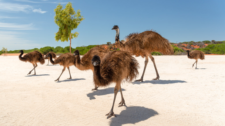 Emus walking