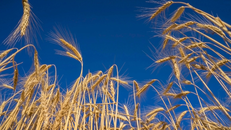 Wheat field