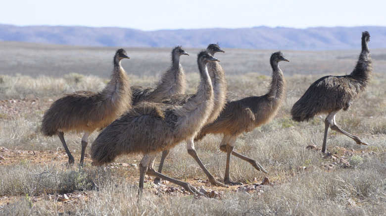 Emus in group